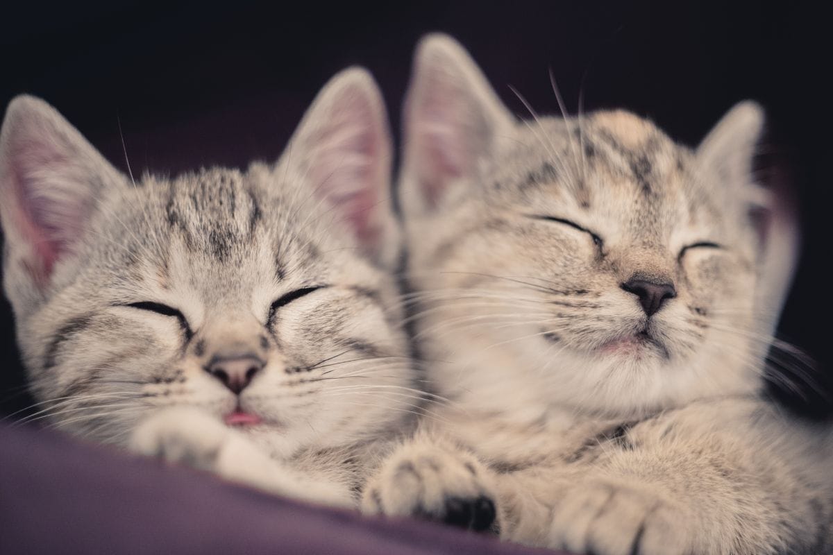 Can Cats Have Twins? A Closer Look At Feline Identical Twins