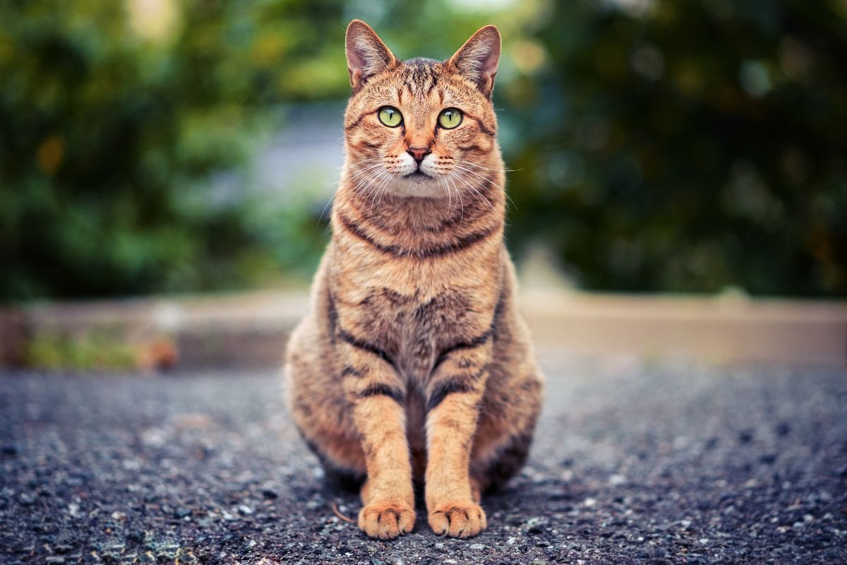 How Much Should My Cat Weigh A Guide To Figuring Out A Healthy Weight For Your Cat