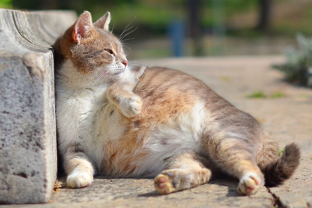 Can Cats Have Twins? A Closer Look At Feline Identical Twins