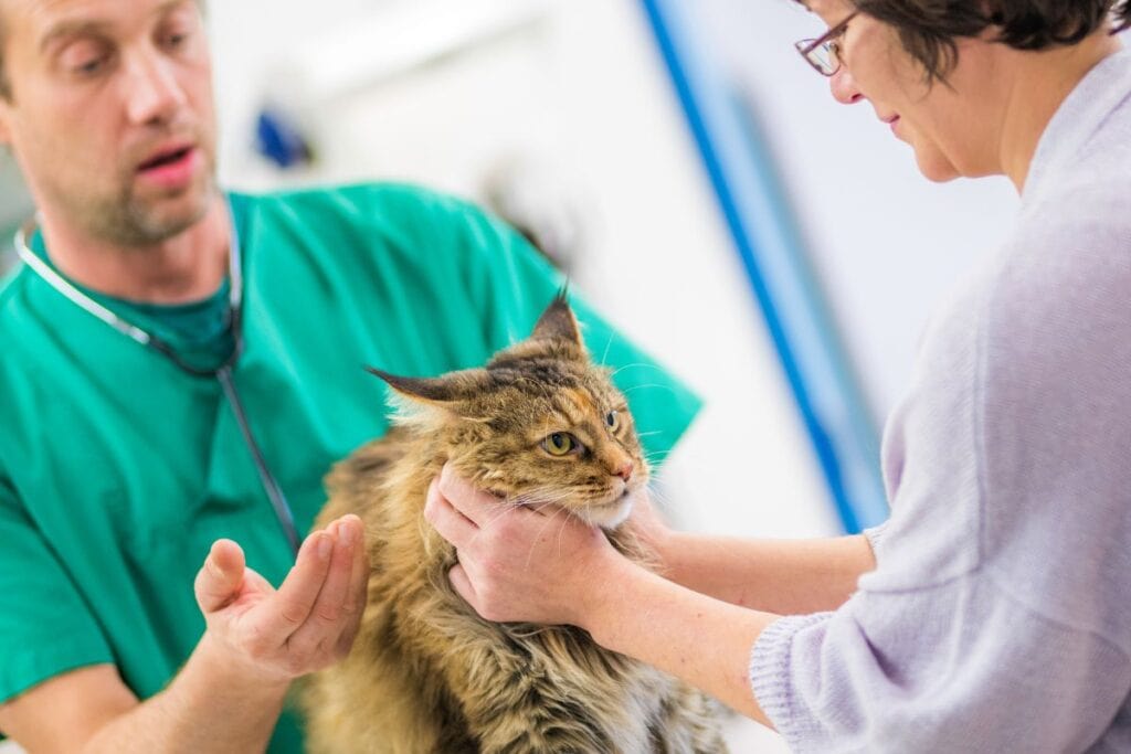 Image showcasing New Cat Owner Anxiety: A Guide To Overcoming Adoption Regret