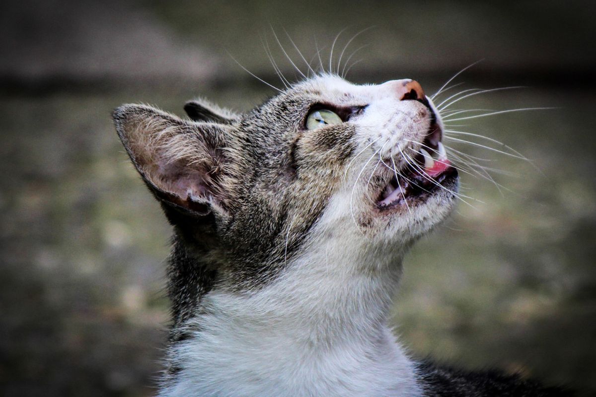 What Does A Cat In Heat Sound Like Identifying The Mating Call