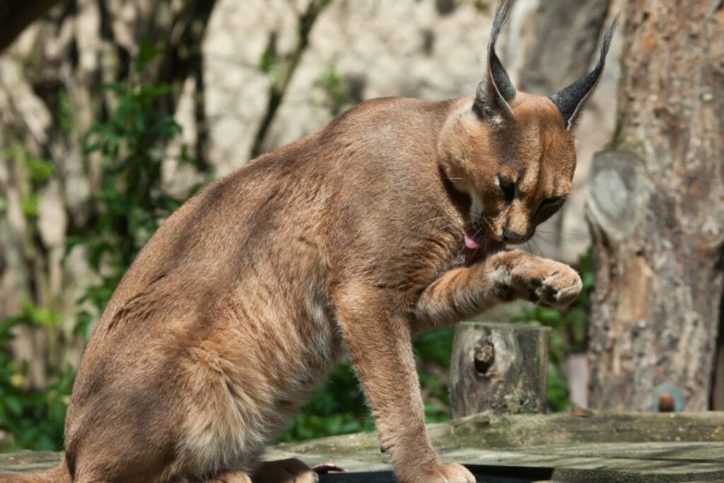 Wild, Wild Thoughts: Do Caracals Make Good Pets?