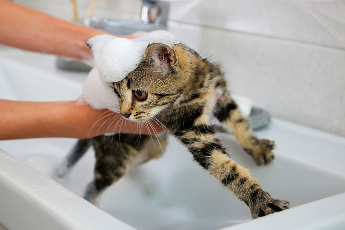 15 Cats Taking Baths That Is Sure To Crack You Up