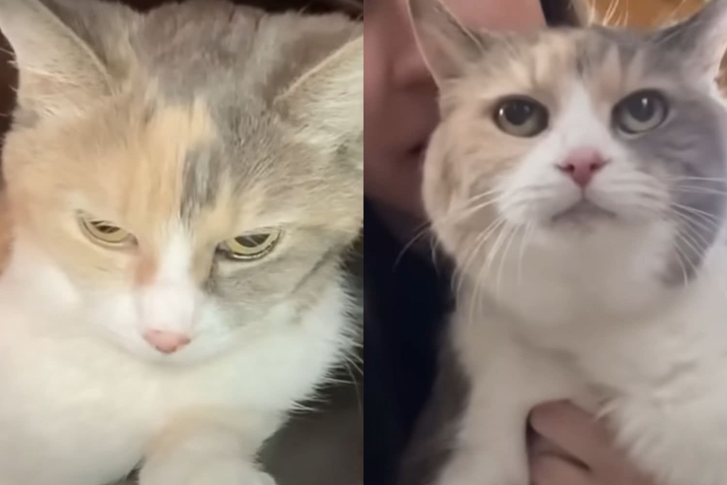 Woman Takes In Deceased Grandparents Cat And Gets Inspired To Start A