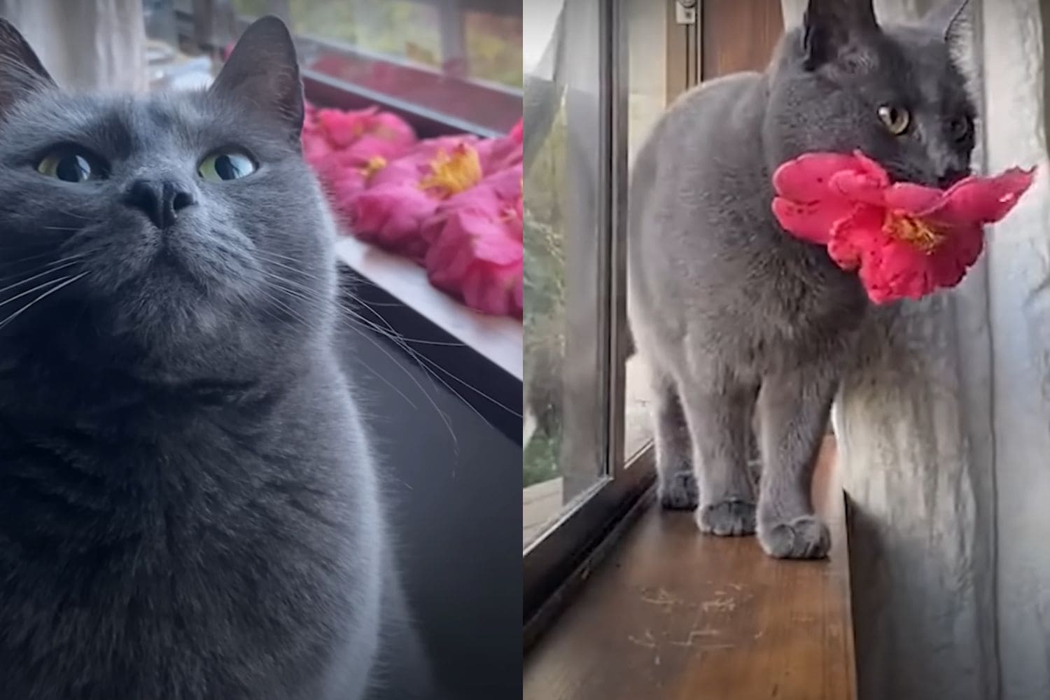 What Does It Mean When A Cat Brings You A Bird at Iola Myers blog