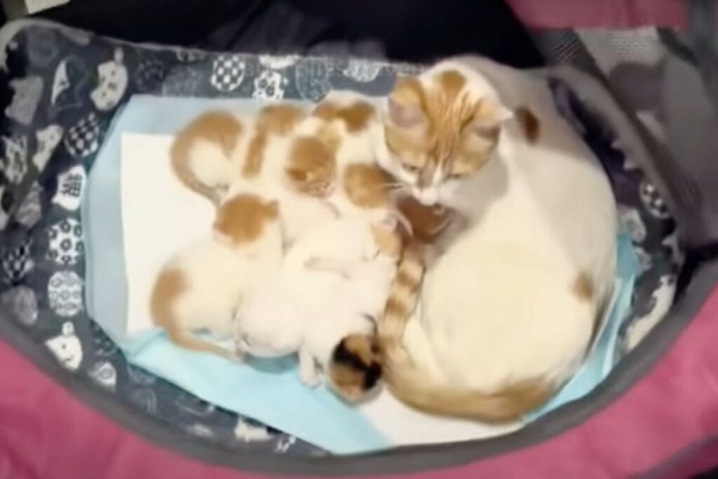 Very Pregnant Cat Finds Kind Woman To Help Her And Her Babies